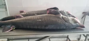 caviar-fish