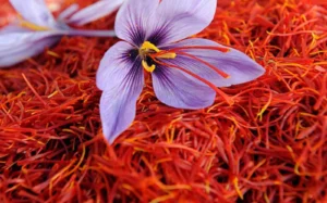 persian-saffron-flower
