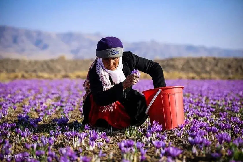 woman-on-a-saffron-field
