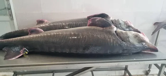 caviar-fish